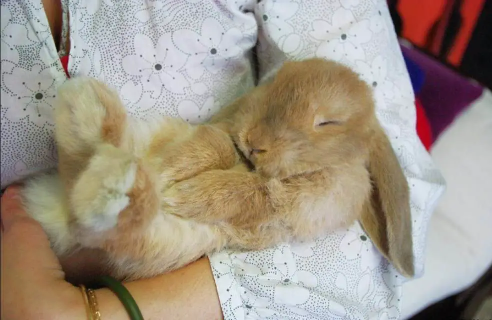 When Does Rabbit Sleep