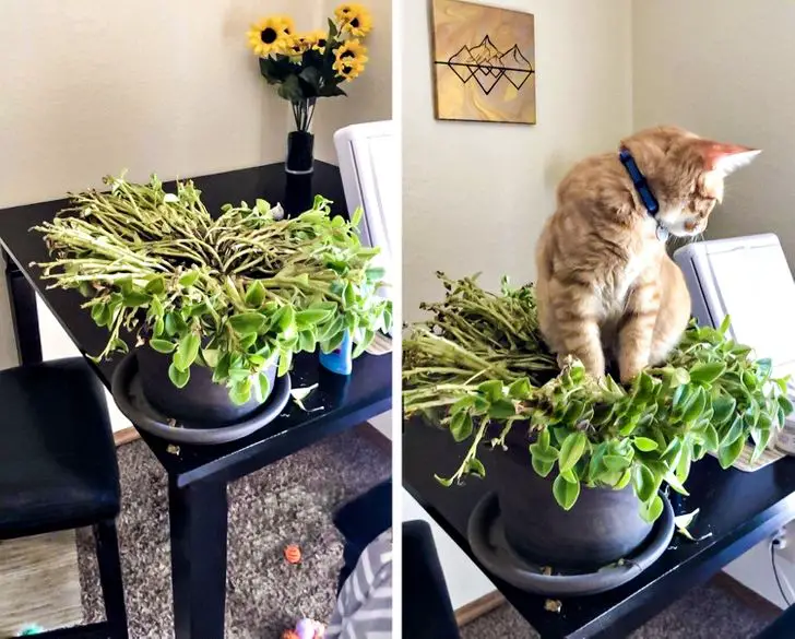 Are Boston Ferns Toxic To Cats
