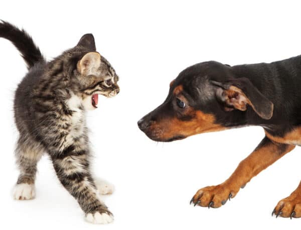 How To Stop Dog Aggression Towards Cats