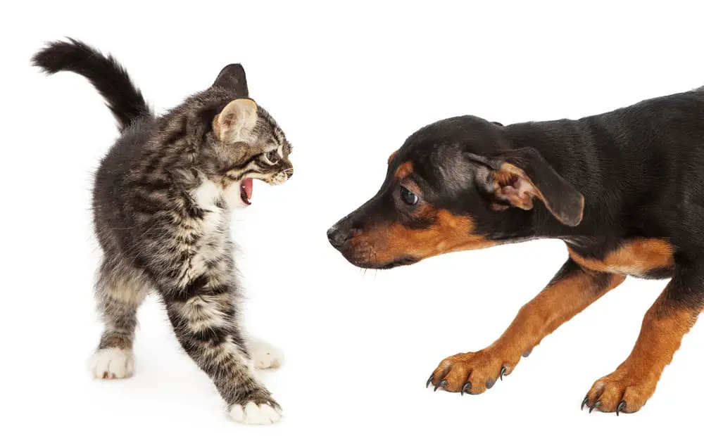 How To Stop Dog Aggression Towards Cats