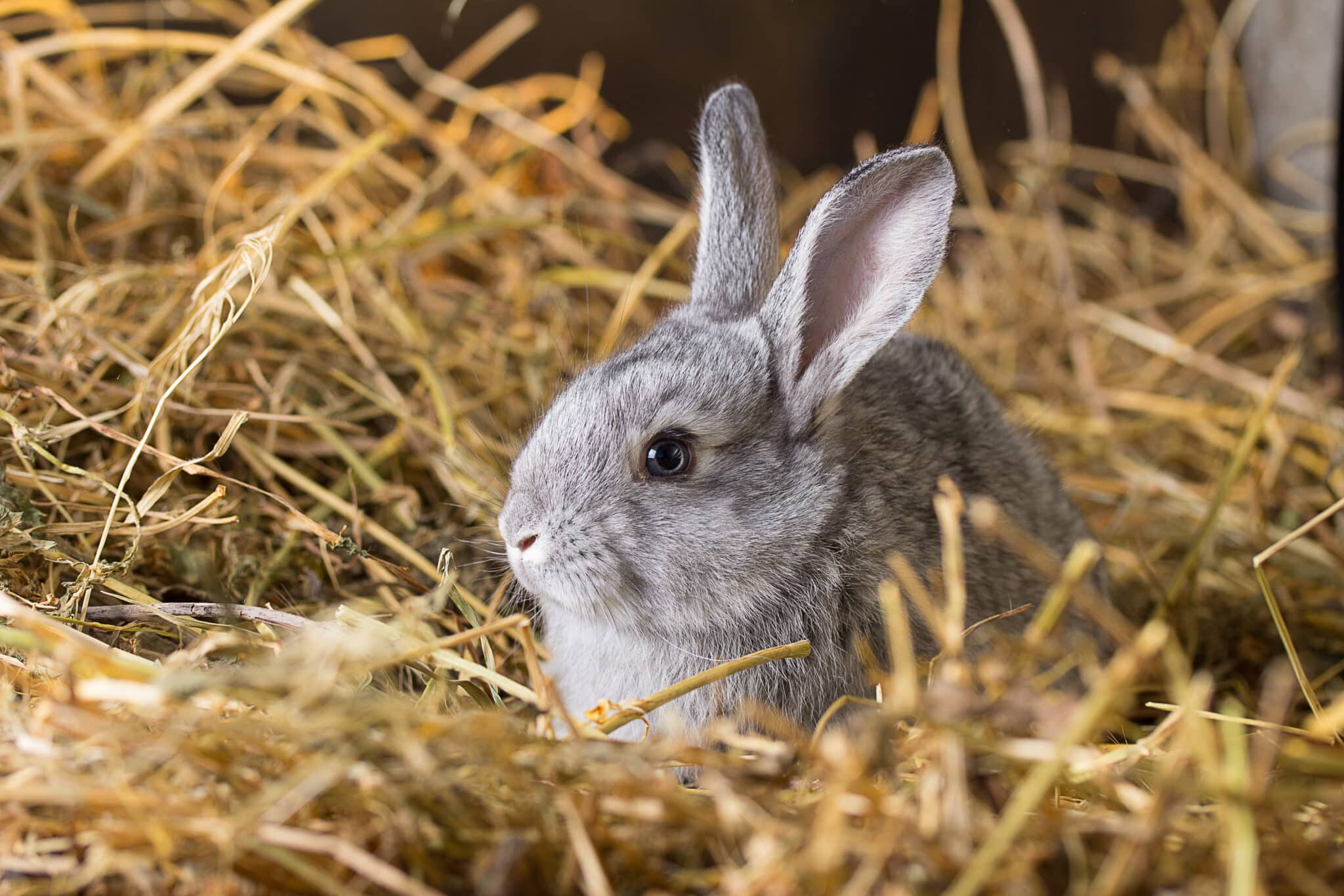 Do Rabbits Shed Teeny Tiny Tails