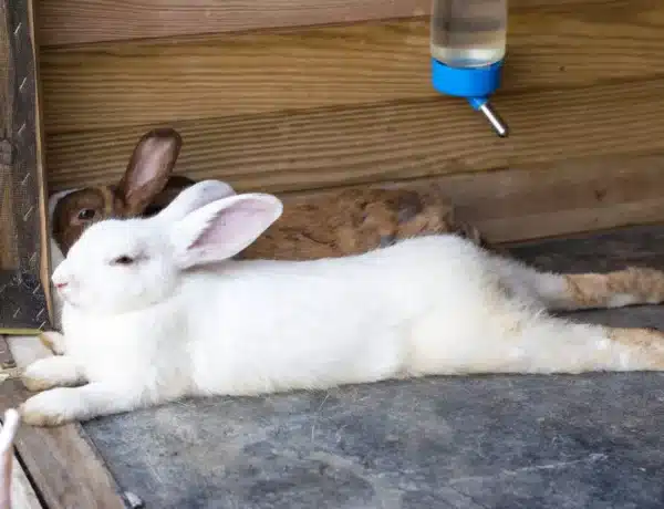 How Long Do Rabbits Sleep