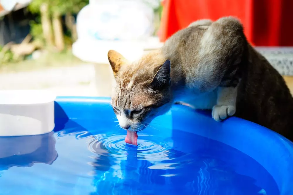 How To Get Cat To Drink More Water 