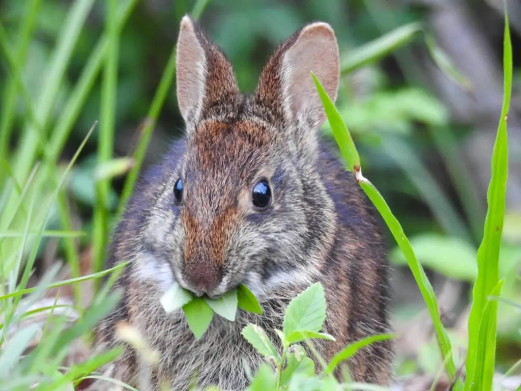 How To Keep Rabbits Out Of Garden Without A Fence