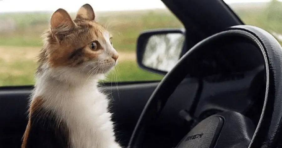 How To Travel With A Cat In A Car 