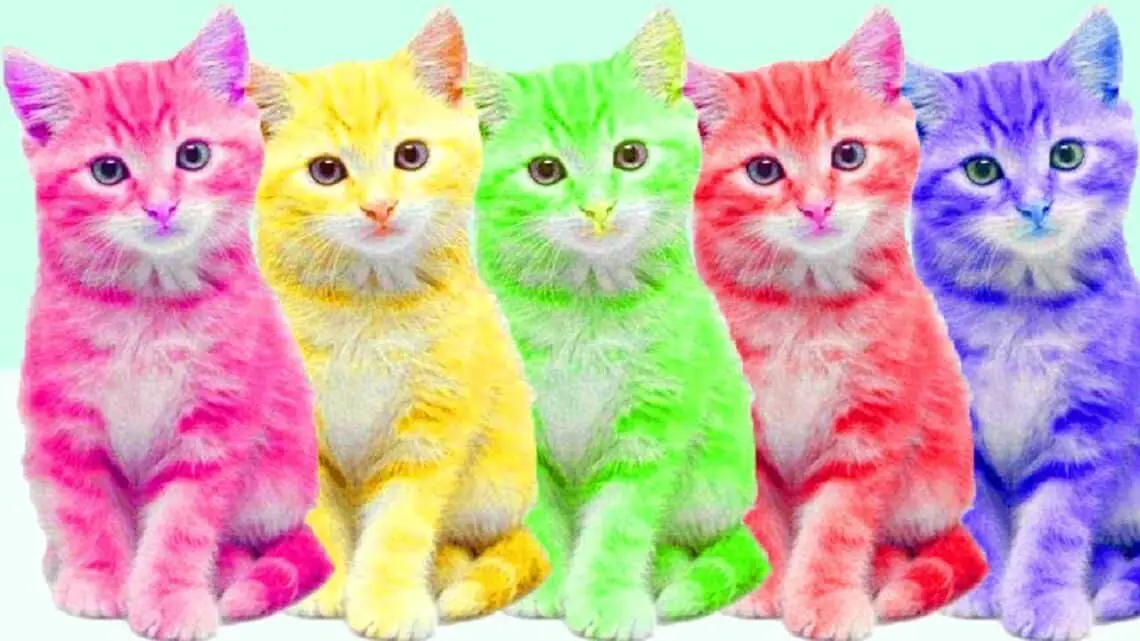 What Colors Do Cats Like