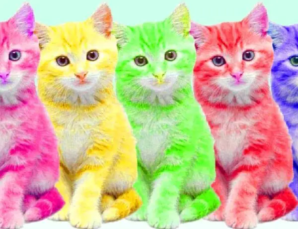 What Colors Do Cats Like