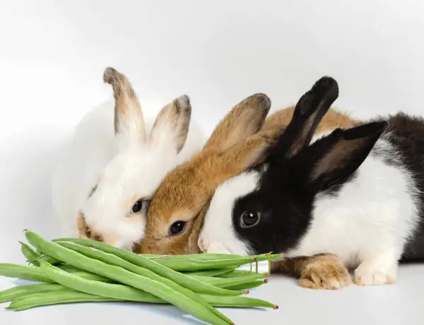What Vegetables Can Rabbits Eat