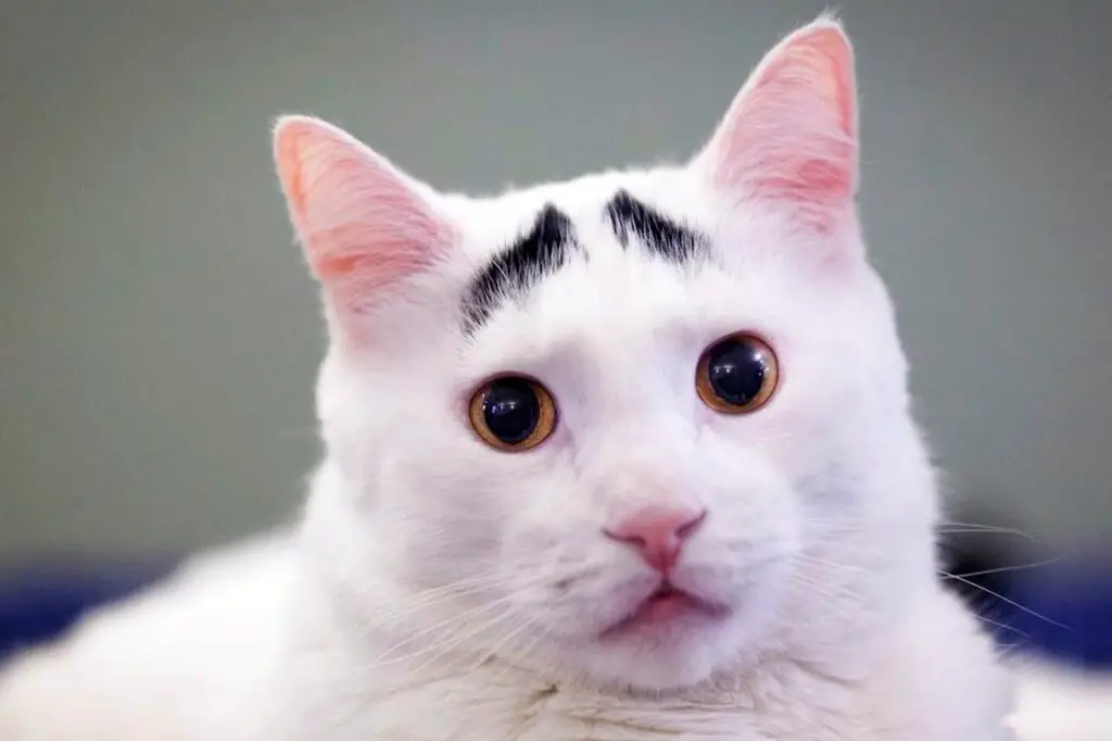 Do Cats Have Eyebrows