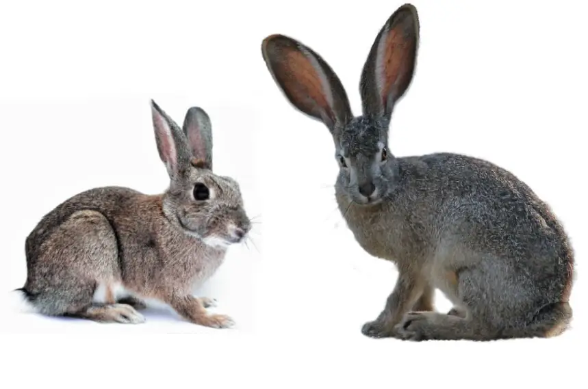 What Is The Difference Between A Hare And A Rabbit