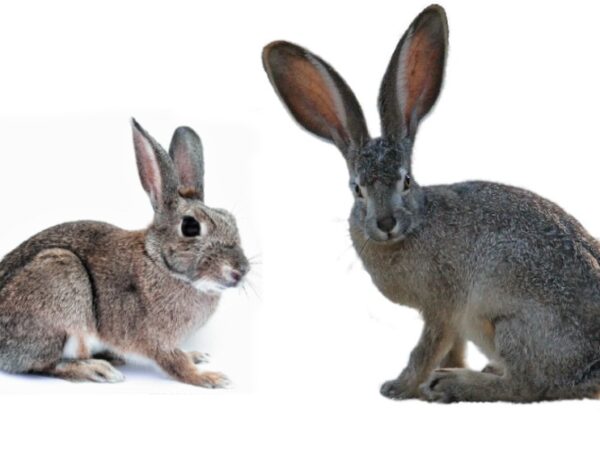 What Is The Difference Between A Bunny And A Rabbit