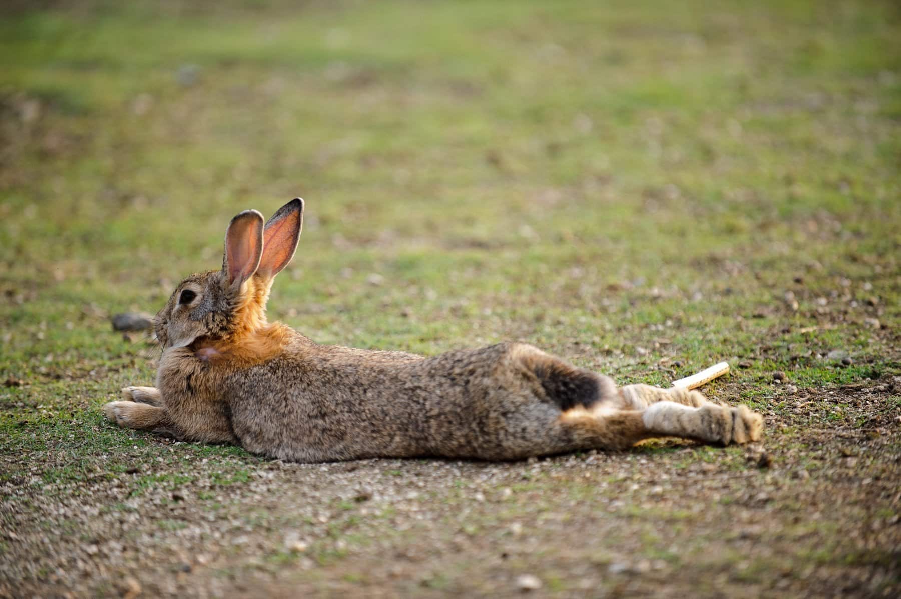 Can Rabbits See Color