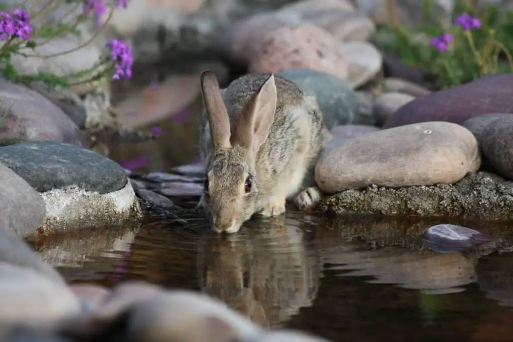Do Rabbits Drink Water