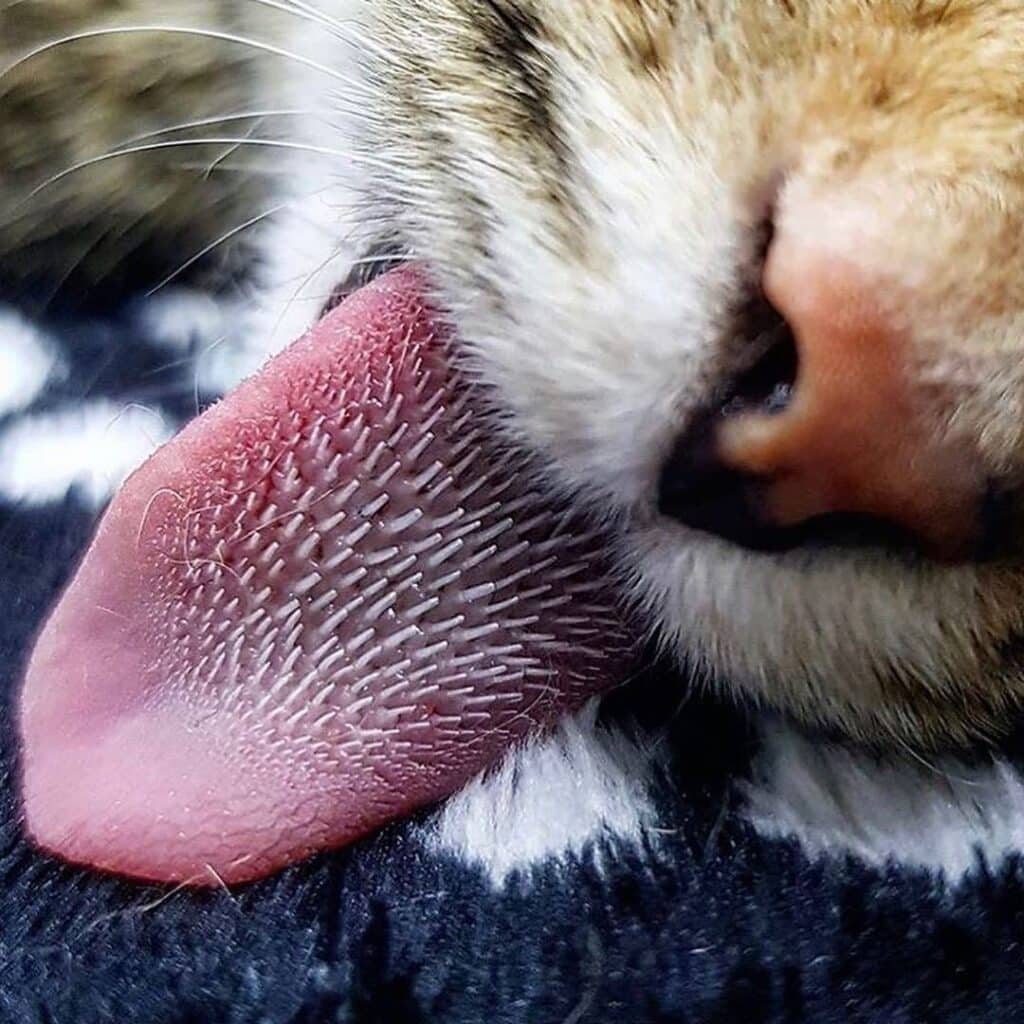 Why Are Cat Tongues Rough