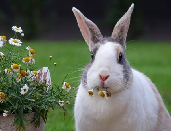 What Flowers Do Rabbits Not Eat