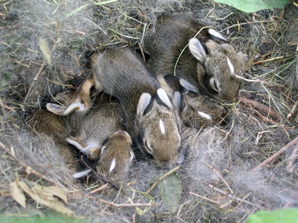 What Do Rabbits Nests Look Like