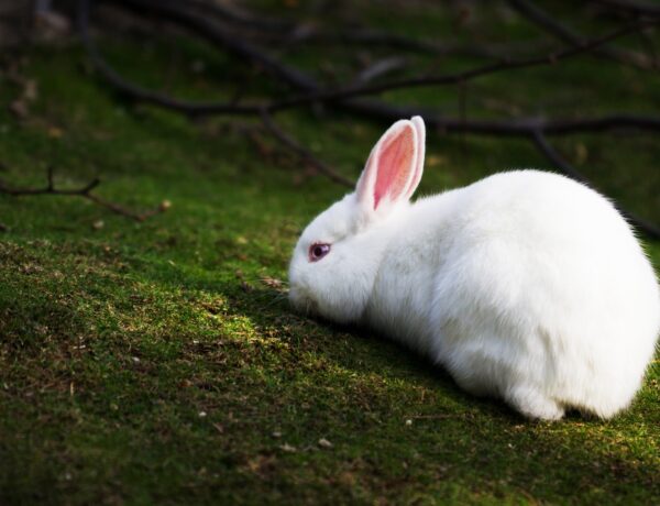 What Does A White Rabbit Symbolize