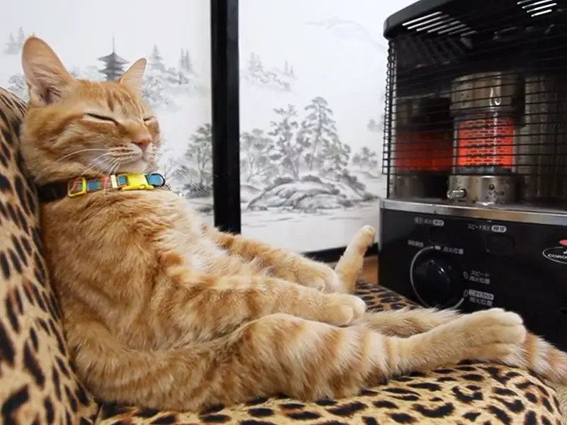 How To Get A Cat Out Of Heat