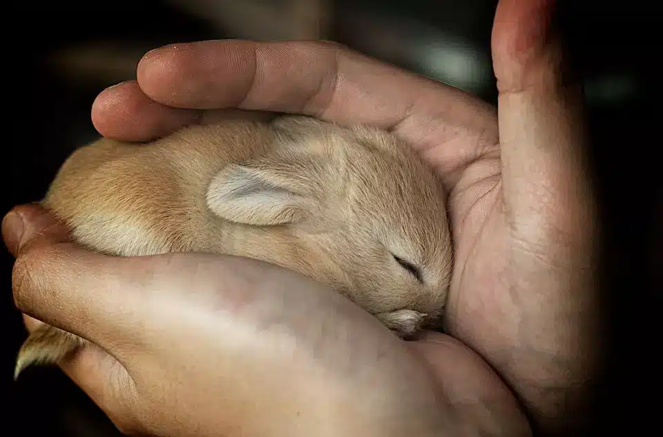 How To Care For Newborn Rabbits Without A Mother