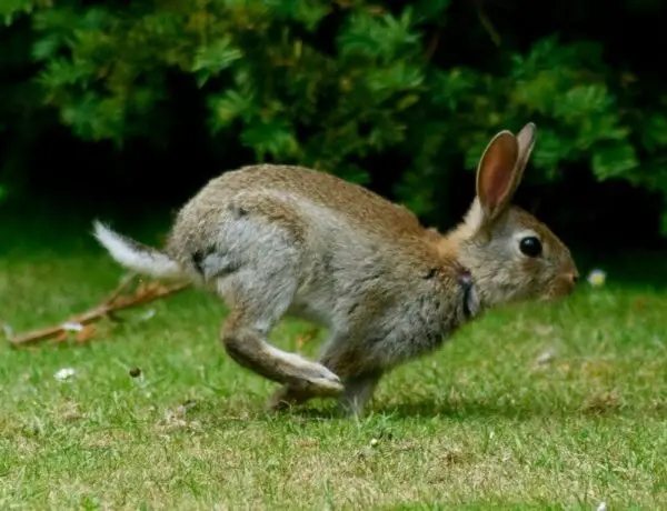How Fast Is A Rabbit