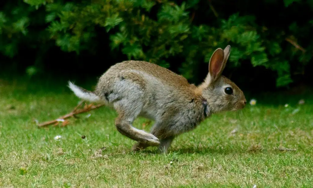 How Fast Is A Rabbit