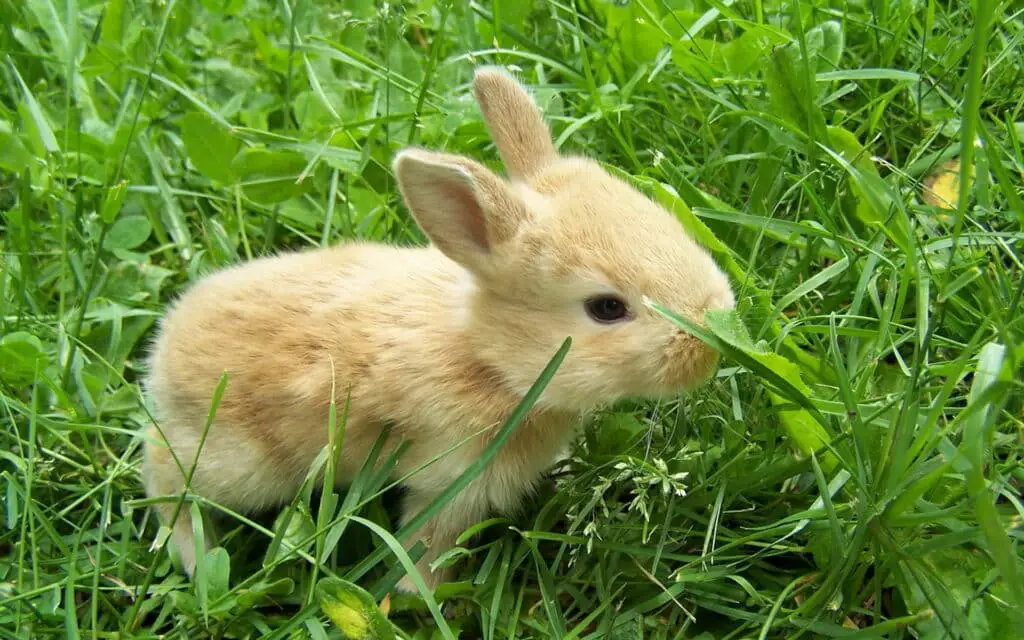 Can Rabbits Live Outside