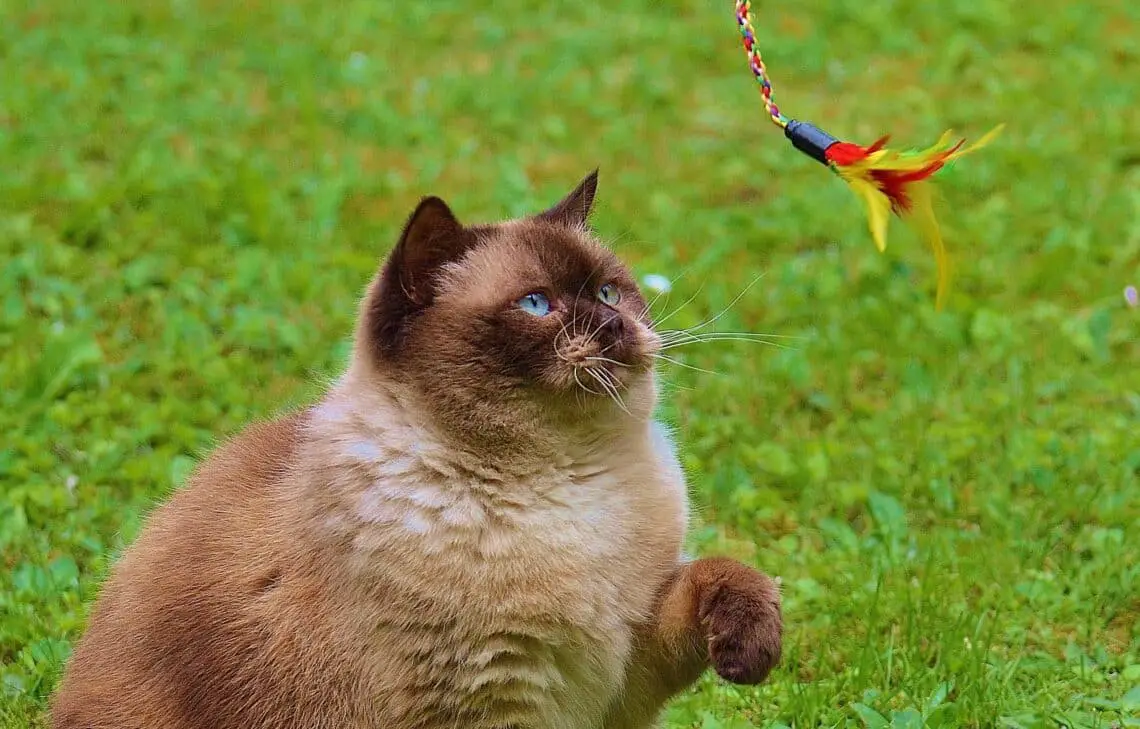 Why Do Cats Like String