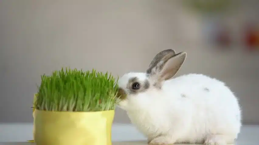 Do Rabbits Eat Grass