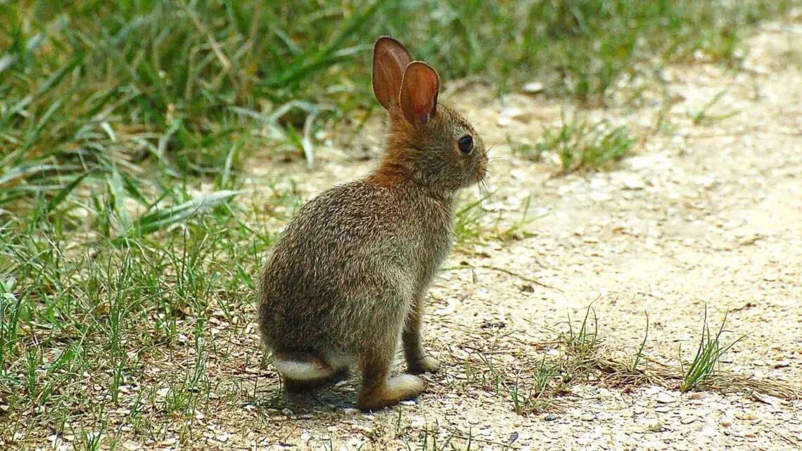 What Is A Male Rabbit Called