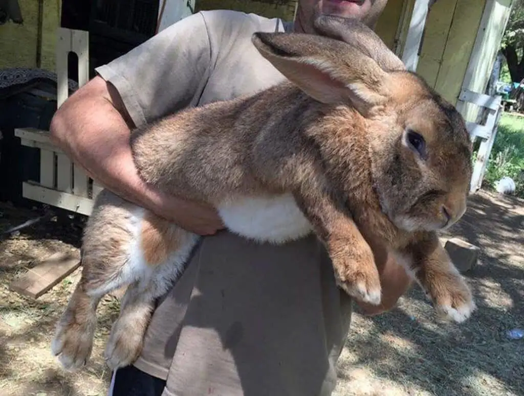 How Big Do Rabbits Get
