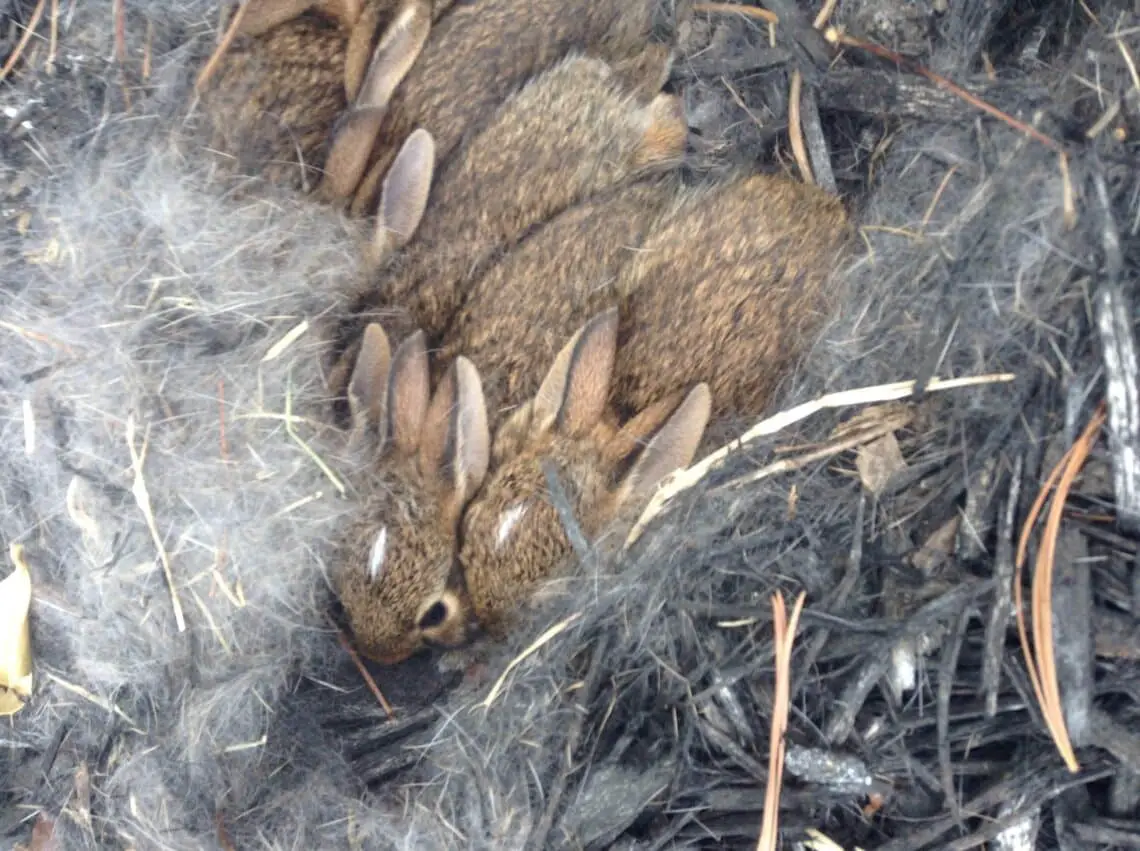 How To Find Rabbit Nests