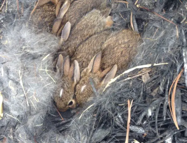 How To Find Rabbit Nests
