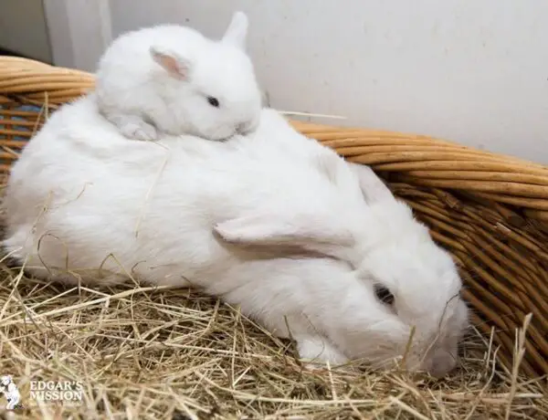 How Many Babies Can A Rabbit Have