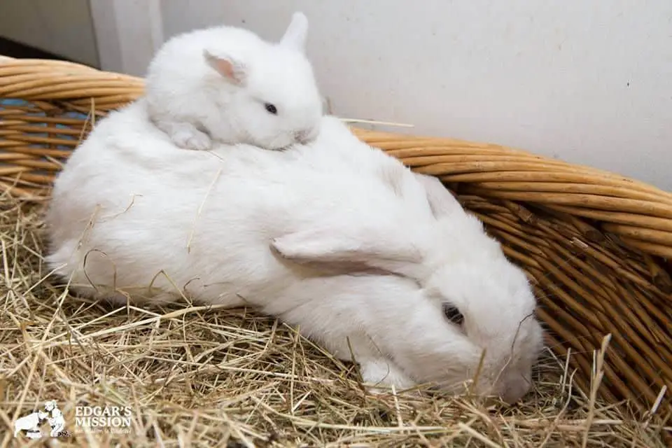 How Many Babies Can A Rabbit Have