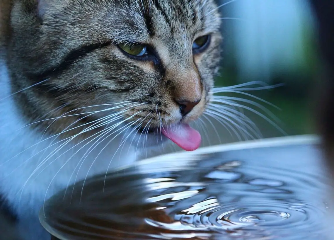 How Much Water Should A Cat Drink A Day 