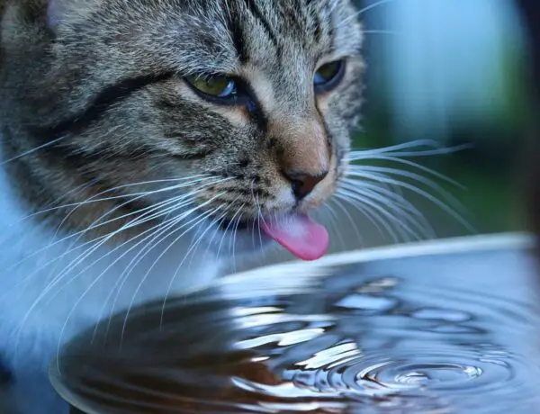 How Much Water Should A Cat Drink A Day 