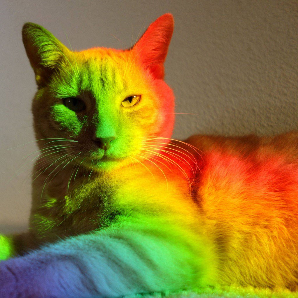 What Colors Do Cats Like 