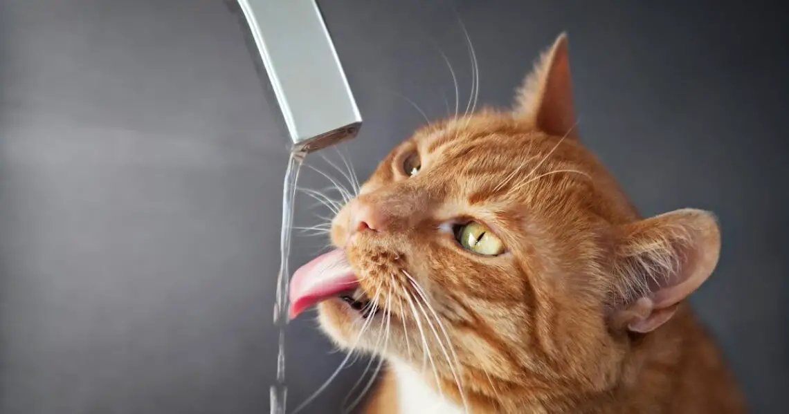 How To Get Cat To Drink More Water