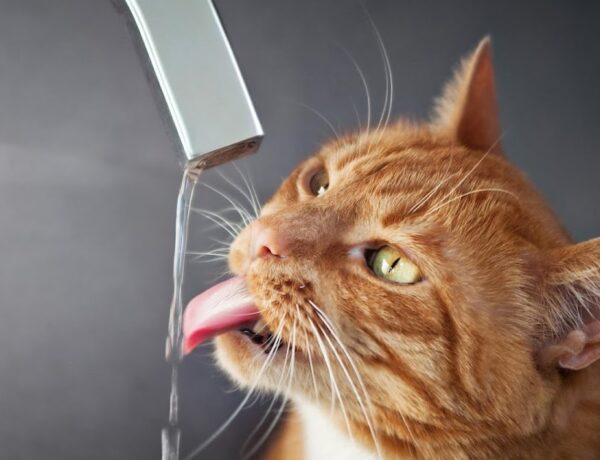 How To Get Cat To Drink More Water