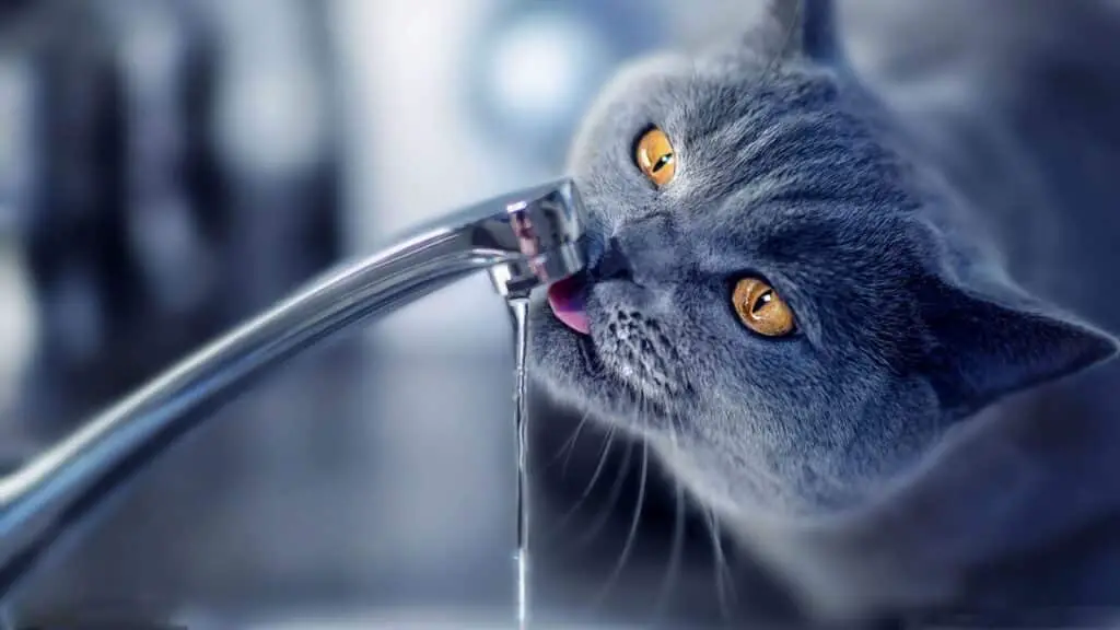 Why Do Cats Eyes Water
