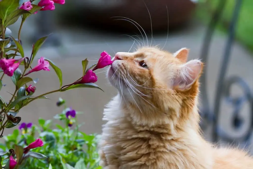 Do Cats Have A Good Sense Of Smell