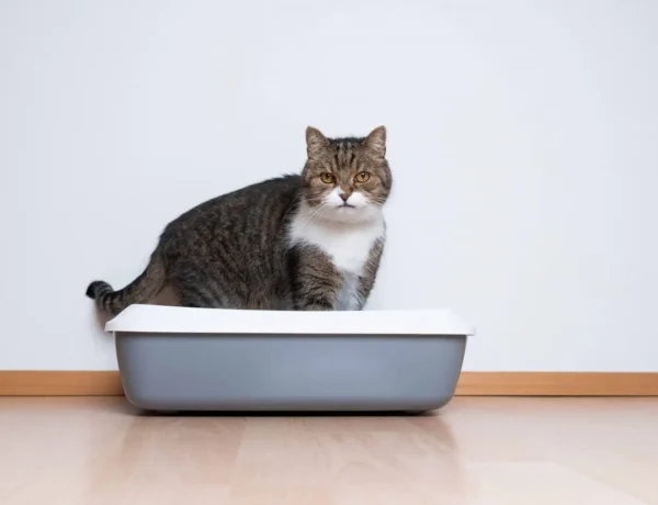 How Do Cats Know To Use The Litter Box