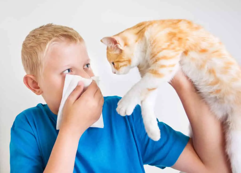 Can Cats Have Seasonal Allergies