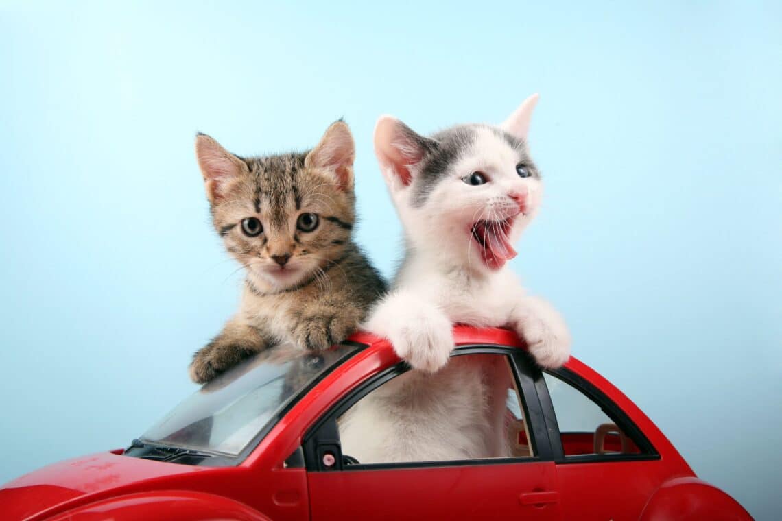How To Travel With A Cat In A Car