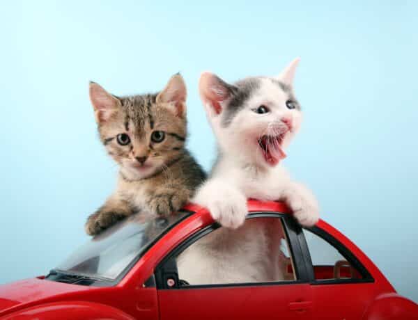 How To Travel With A Cat In A Car