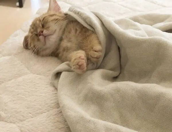How To Put A Cat To Sleep Instantly