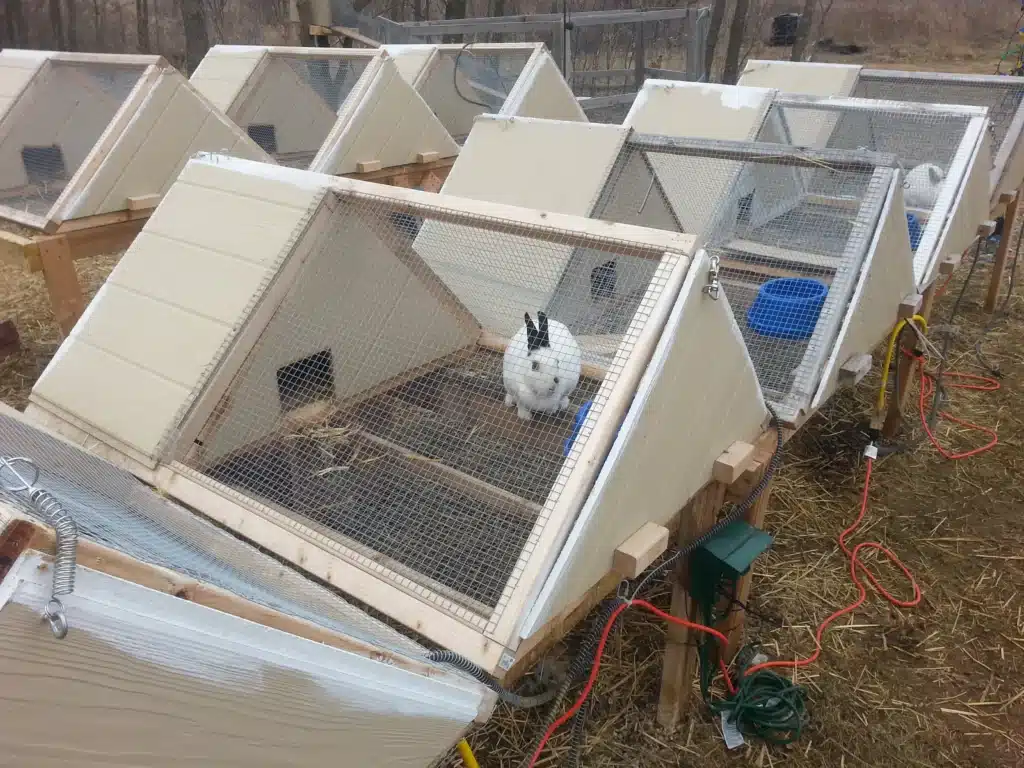 How To Set Up A Rabbit Cage