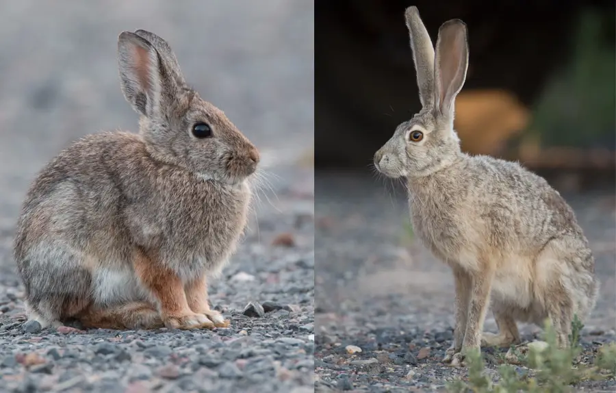 What Is The Difference Between A Bunny And A Rabbit
