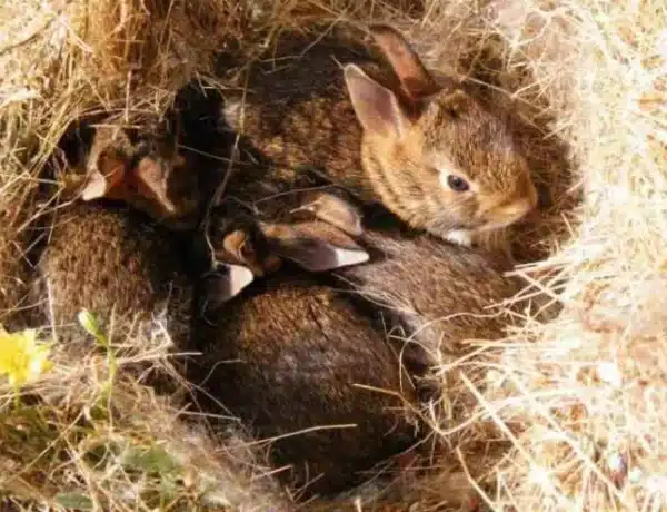 How Many Rabbits In A Litter