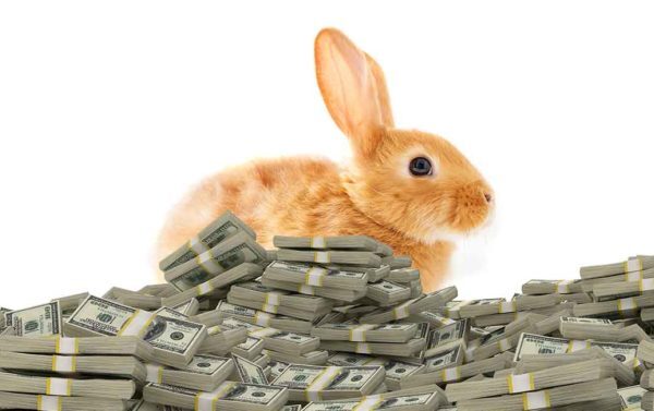 How Much Do Rabbits Cost